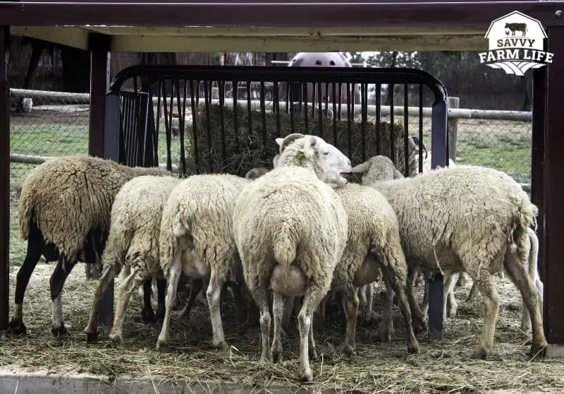 How Much Sheep Cost Cost Of Buying And Raising Sheep Savvy Farm Life