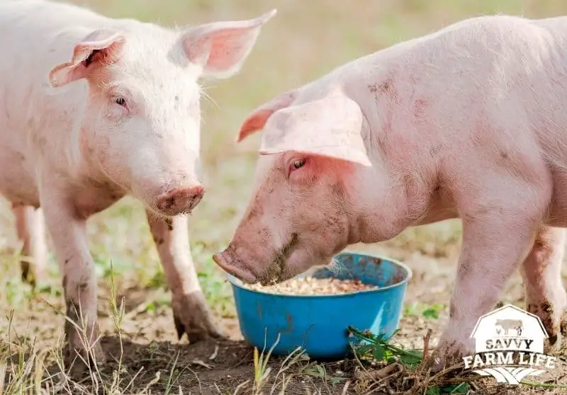How Much It Costs To Raise Pigs Complete Expense Guide Savvy Farm Life