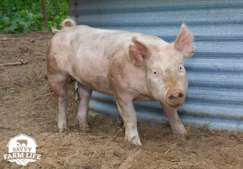 Meat Pig Breeds: 8 Best Pig Breeds For Meat – Savvy Farm Life