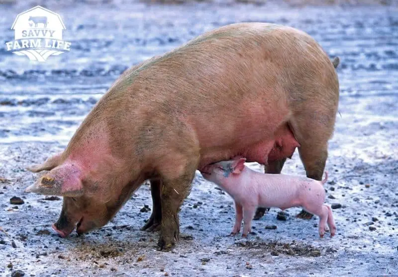 How To Tell If A Pig Is Pregnant StepByStep Guide Savvy Farm Life