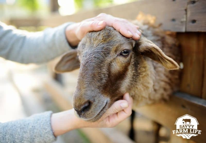 Owning Sheep As Pets Everything You Should Know Savvy Farm Life