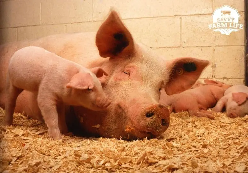 When Can A Pig Get Pregnant? (& Other Pig Pregnancy Facts) Savvy Farm