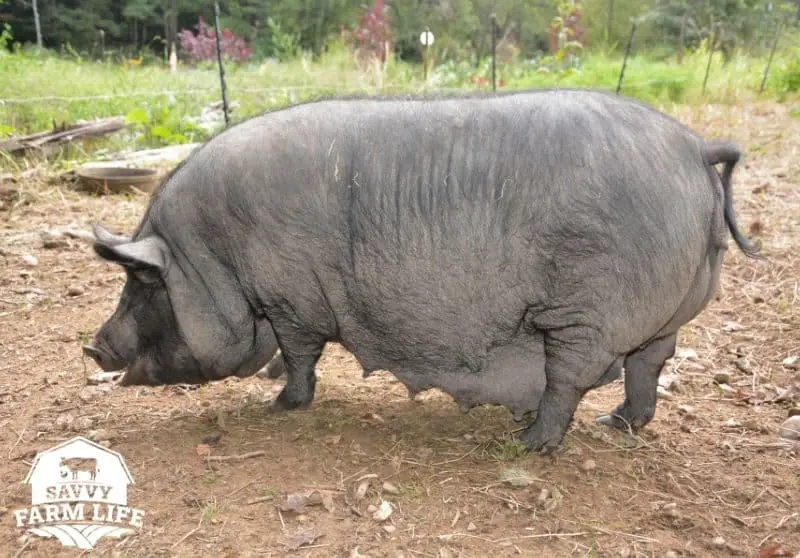 How To Tell If A Pig Is Pregnant StepByStep Guide Savvy Farm Life