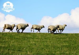 are sheep afraid of dogs