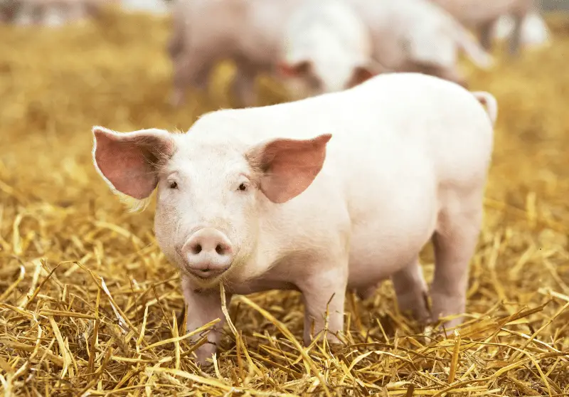 Why Don’t Pigs Have Hair? (And More Fun Pig Facts) Savvy Farm Life