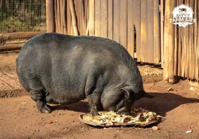 Why Pigs Eat Almost Anything Savvy Farm Life
