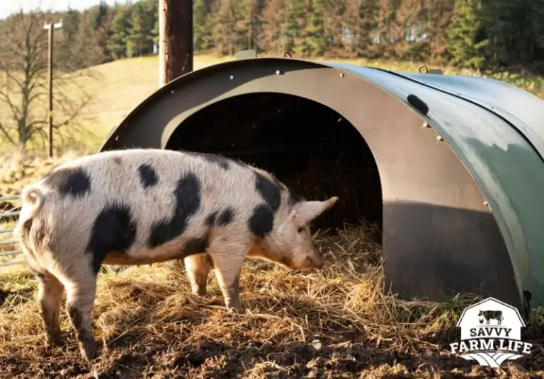 What Do Pigs Need? Top Pig Supplies You Need Savvy Farm Life