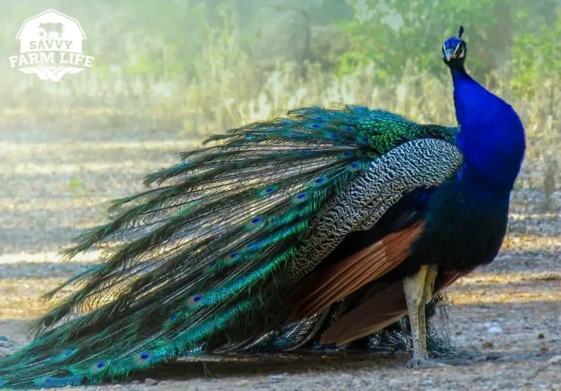 How Much Do Peacocks Cost? Peacock Cost Guide Savvy Farm Life