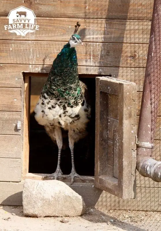 How Much Do Peacocks Cost? Peacock Cost Guide Savvy Farm Life