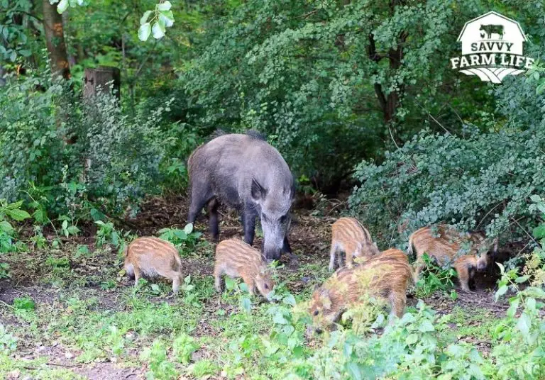 What Is A Young Female Hog Called