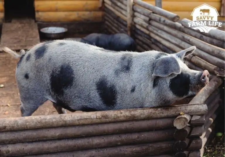 What Do Pigs Need? Top Pig Supplies You Need Savvy Farm Life