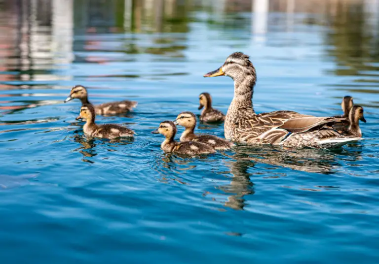 Can Baby Ducks Swim? And Other Rearing Tips Savvy Farm Life