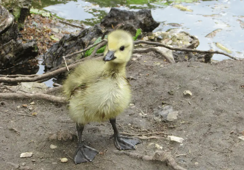 Can Baby Ducks Swim? And Other Rearing Tips Savvy Farm Life
