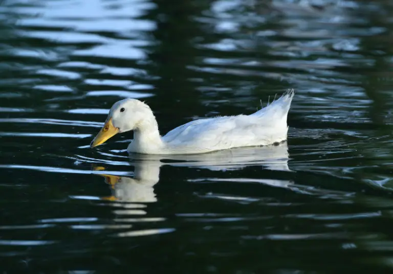 Do Ducks Float? How And Why Ducks Float Savvy Farm Life