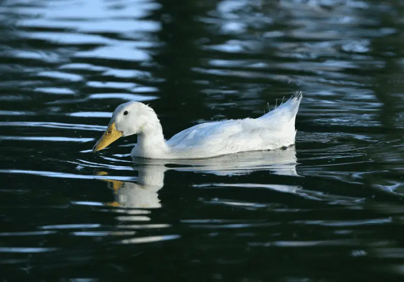Do Ducks Float? How And Why Ducks Float Savvy Farm Life