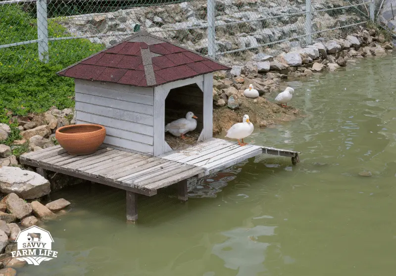 Best Types of Fencing For Your Duck Enclosure Savvy Farm Life