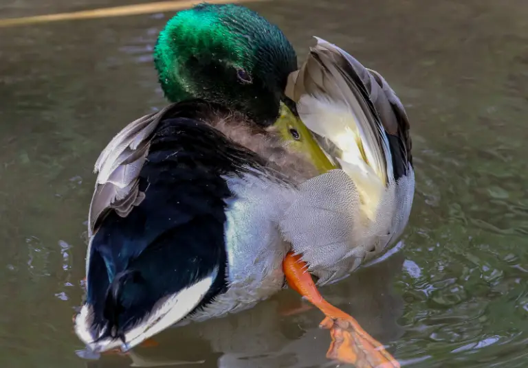 Do Ducks Float? How And Why Ducks Float Savvy Farm Life