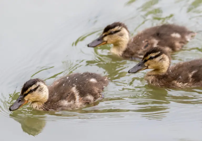 Do Ducks Float? How And Why Ducks Float – Savvy Farm Life