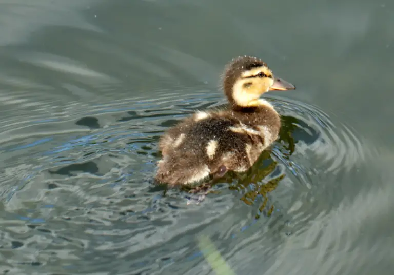 Can Baby Ducks Swim? And Other Rearing Tips Savvy Farm Life