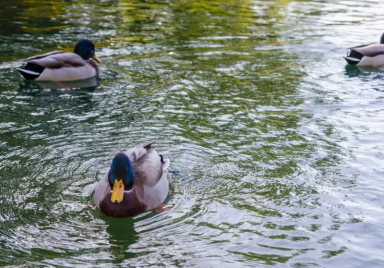 Do Ducks Float? How And Why Ducks Float Savvy Farm Life