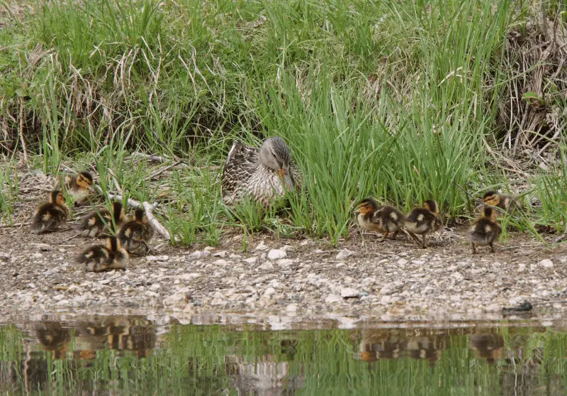 Can Baby Ducks Swim? And Other Rearing Tips Savvy Farm Life