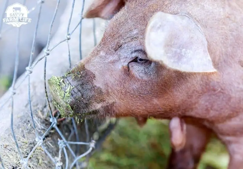 Bacon Pig Breeds 10 Best Pig Breeds For Bacon Savvy Farm Life