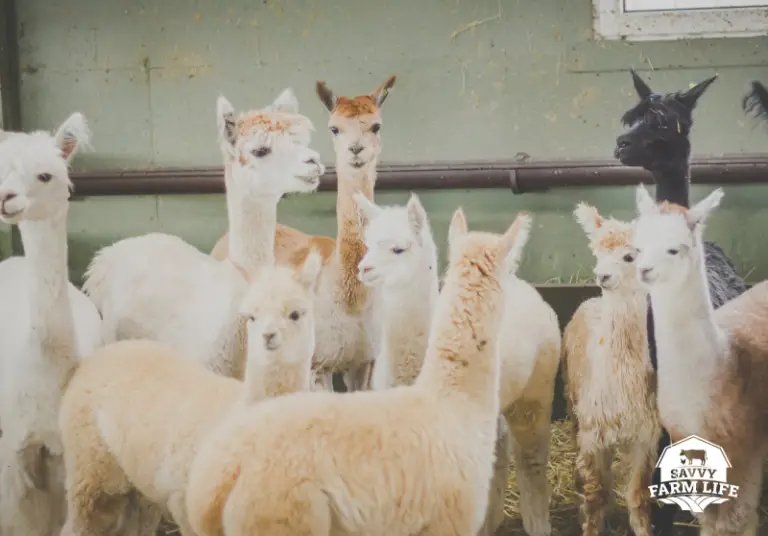 How Long Do Alpacas Live? Savvy Farm Life