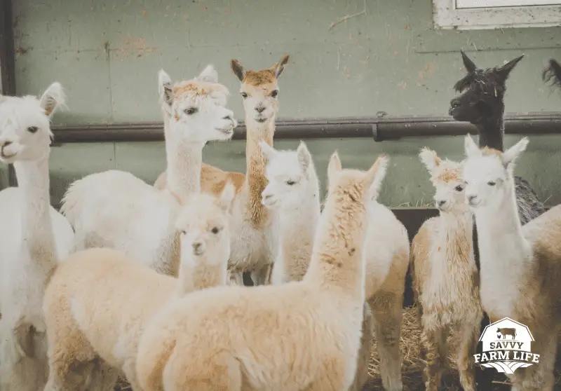 How Long Do Alpacas Live? Savvy Farm Life