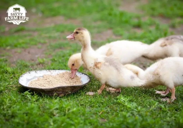 How Long Do Ducks Live? Essential Duck Lifespan Guide Savvy Farm Life