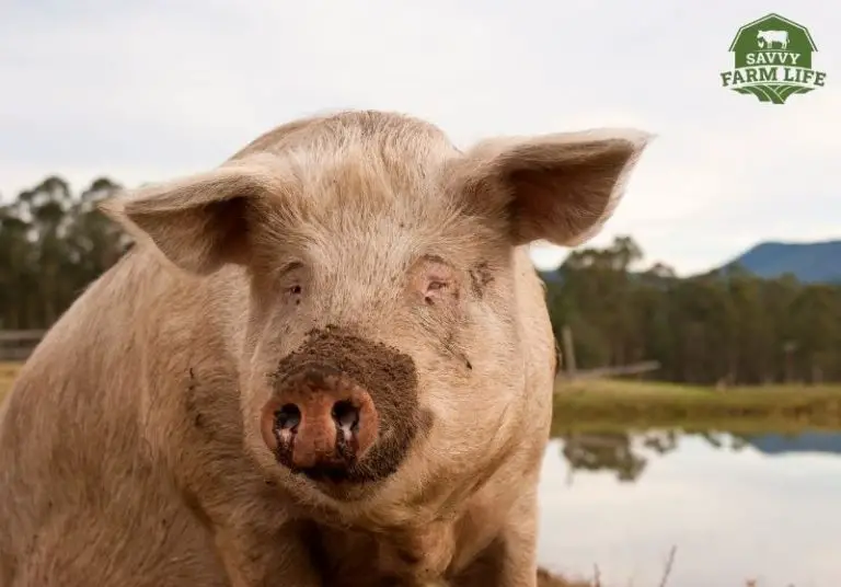 what-a-male-pig-is-called-other-male-pig-facts-savvy-farm-life