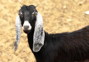 Most Profitable Goat Breeds For Goat Farming