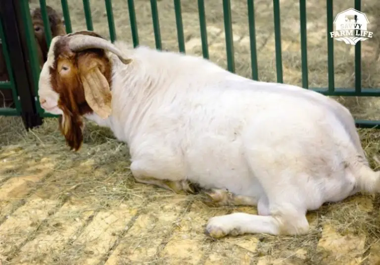 Meat Goat Breeds 8 Best Goat Breeds For Tasty Meat Savvy Farm Life