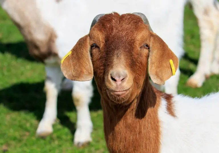 Profitable Breeding Managing Your Mature Goat Herd - 7abb95g