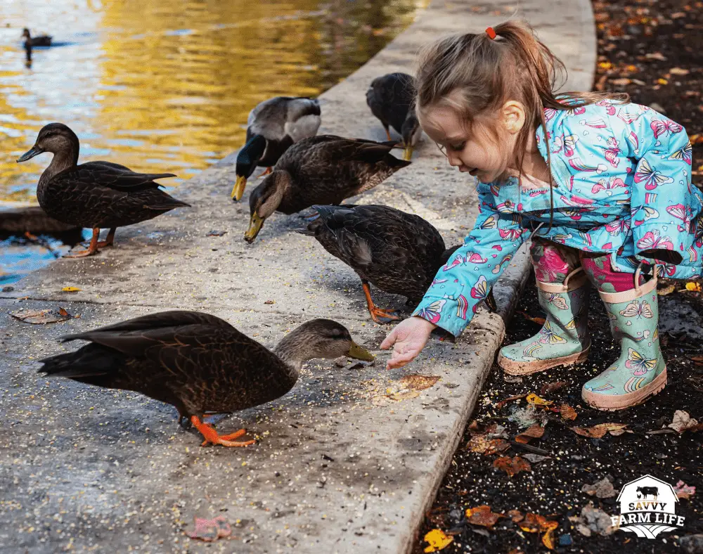 duck-affection-7-clear-ways-ducks-show-affection-savvy-farm-life