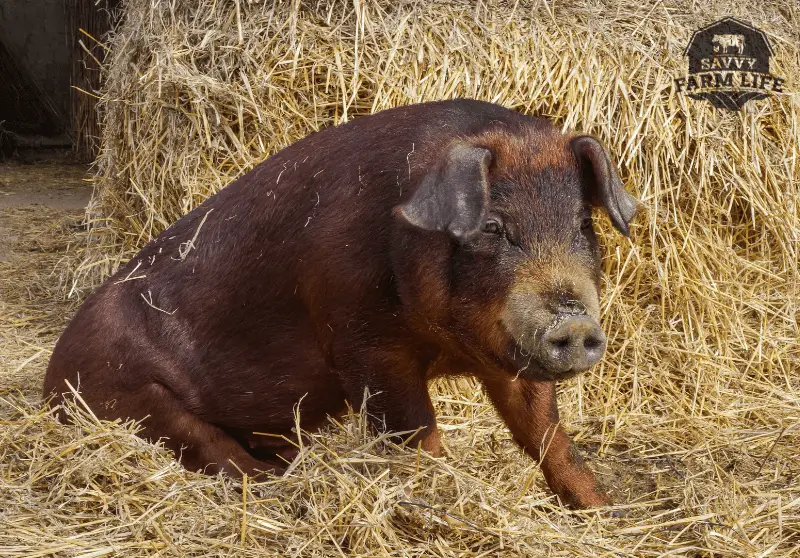 Bacon Pig Breeds 10 Best Pig Breeds For Bacon Savvy Farm Life