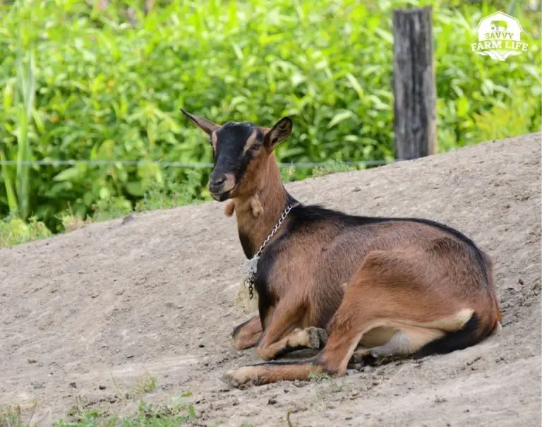 Milk Goat Breeds 7 Best Goat Breeds For Milk Production Savvy Farm Life