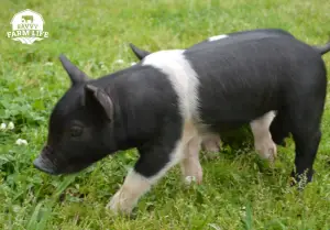 Most profitable pig breeds for pig farming