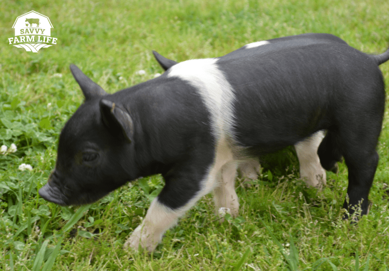 10 Most Profitable Pig Breeds For Pig Farming – Savvy Farm Life