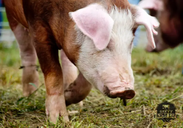 Bacon Pig Breeds 10 Best Pig Breeds For Bacon Savvy Farm Life