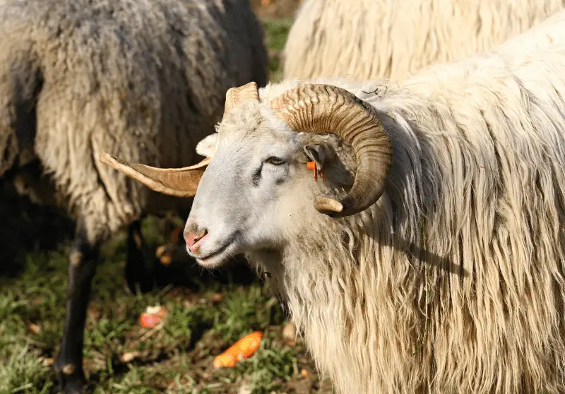 How Much Does A Ram Cost? Ram Animal Cost Guide – Savvy Farm Life