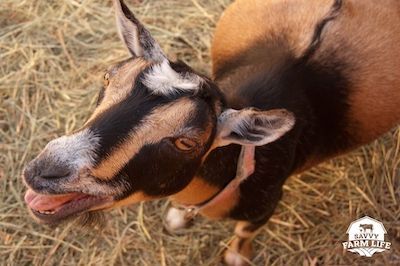 8 Adorable Small Goat Breeds (With Pictures) – Savvy Farm Life