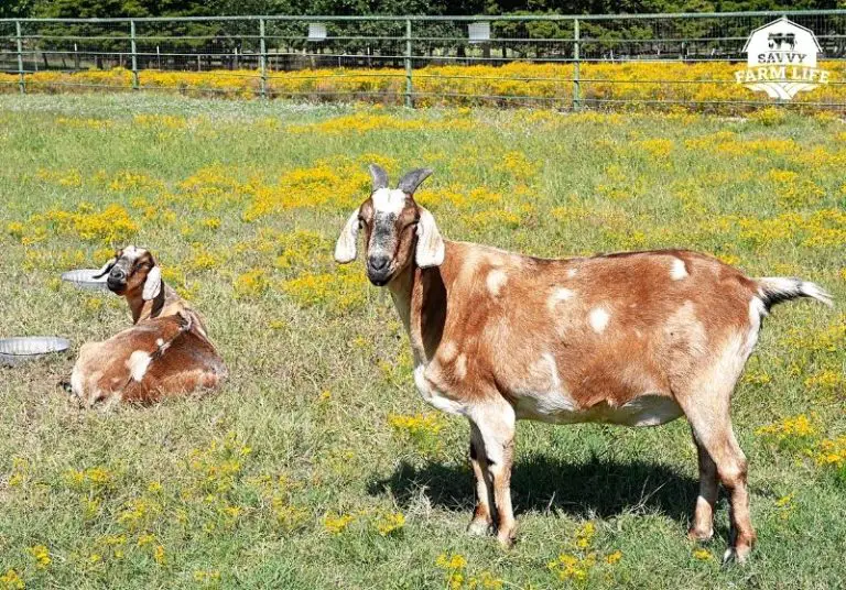 Meat Goat Breeds 8 Best Goat Breeds For Tasty Meat Savvy Farm Life 