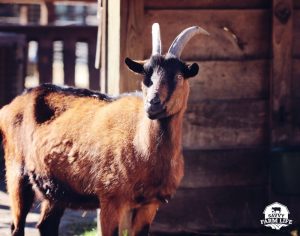 oberhasli dairy goat