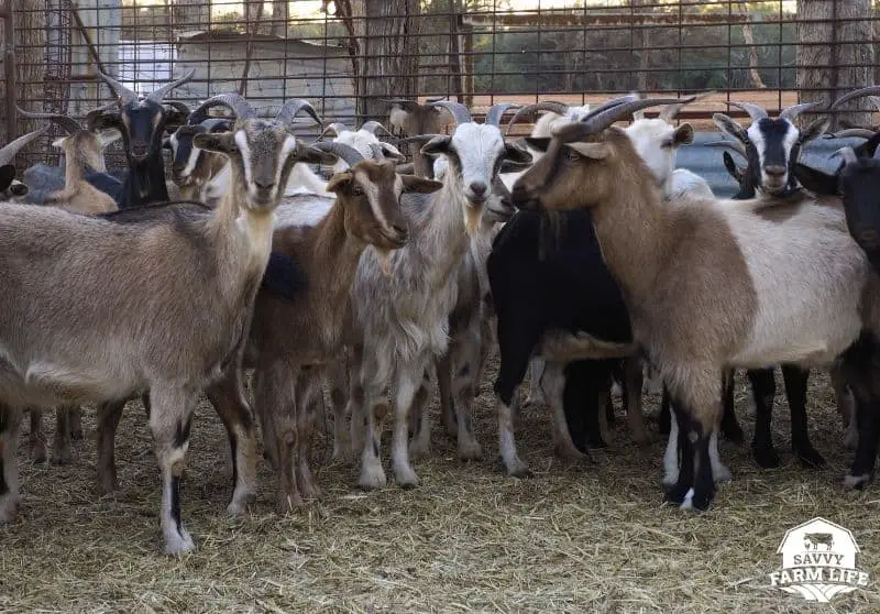 Meat Goat Breeds 8 Best Goat Breeds For Tasty Meat Savvy Farm Life