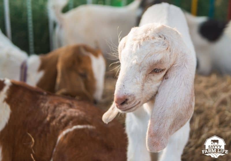 Meat Goat Breeds 8 Best Goat Breeds For Tasty Meat Savvy Farm Life