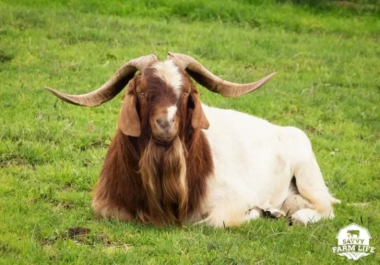 Meat Goat Breeds: 8 Best Goat Breeds For Tasty Meat – Savvy Farm Life