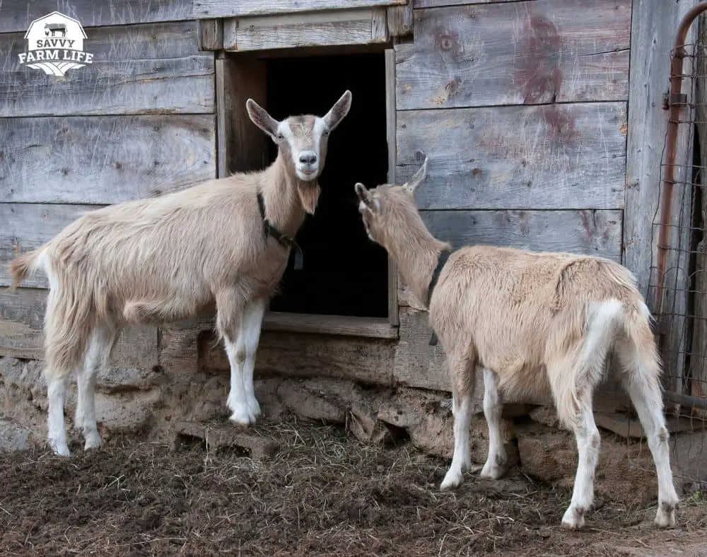 Milk Goat Breeds 7 Best Goat Breeds For Milk Production Savvy Farm Life