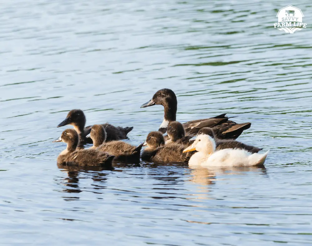 Duck Affection 7 Clear Ways Ducks Show Affection Savvy Farm Life
