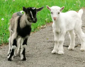 baby goat fun facts