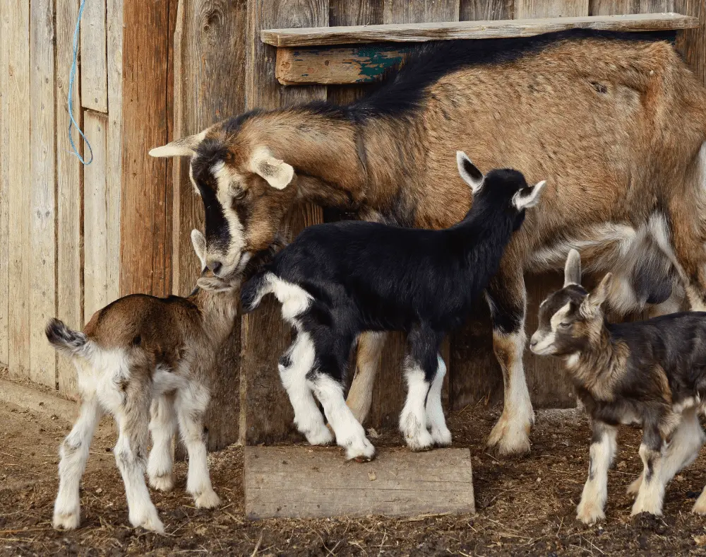 Baby Goats What A Baby Goat Is Called and Other Fun Facts Savvy Farm